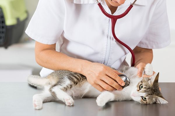 Mengenal Kebutuhan Dasar Hewan Peliharaan Sejak Usia Dini